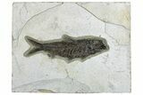 Detailed Fossil Fish (Knightia) - Huge for Species! #292525-1